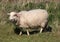 Solitary sheep with very shaggy wool fleece