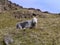 Solitary sheep watching from hillside