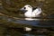 A solitary Smew swims through water looking at something out of shot