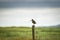 A solitary Snipe standing on a Fence post