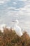 Solitary Snowy Egret