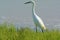 Solitary Snowy Egret In Wetland Habitat