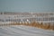 Solitary snowy Owl watching from a fence post in the distance