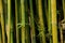 Solitary sprig of bamboo leaves growing out horizontally against the vertical trunks of the matured bamboo in a bamboo grove