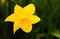 Solitary Spring Daffodil