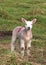 Solitary spring lamb in field