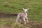 Solitary spring lamb in field