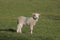 Solitary spring lamb in field