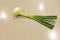 Solitary Spring Onion