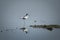 Solitary standing Avocet on a lagoon