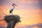 solitary stork on nest during sunset