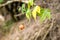 Solitary Striped Abutilon Blossoming in Isolation