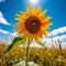Solitary Sunflower in a Blue Sky Field