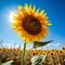 Solitary Sunflower in a Blue Sky Field