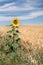 solitary sunflower in the middle of the field