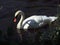 A solitary swan, brightly lit by sunlight against dark river waters