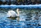 A solitary swan floats on the blue waters of the river in winter