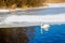 A solitary swan floats on the river on a sunny winter day_