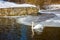 A solitary swan floats on the water on a clear, sunny winter day