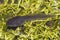 Solitary tadpole in pond