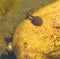 Solitary tadpole in pond with watersnails