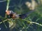 Solitary tadpole in pond with watersnails