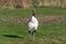 A solitary tall, elegant Red-Crowned Crane stands in the sun on grass