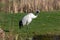 A solitary tall, elegant Red-Crowned Crane stands in the sun on grass