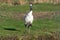 A solitary tall, elegant Red-Crowned Crane stands in the sun on grass