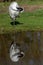 A solitary tall, elegant Red-Crowned Crane stands in the sun on grass with its reflection in the water below