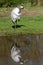 A solitary tall, elegant Red-Crowned Crane stands in the sun on grass with its reflection in the water below