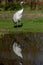 A solitary tall, elegant Red-Crowned Crane stands in the sun on grass with its reflection in the water below