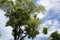 A solitary tall tree with sparse crown against the backdrop of a deep blue azure sky