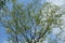 A solitary tall tree with sparse crown against the backdrop of a deep blue azure sky