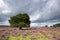 A solitary tree in the blooming heather in National Park The Hoge Veluwe.