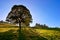 Solitary tree on blue sky