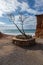 Solitary tree in the cala sa caleta, Ibiza