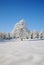 Solitary tree covered with snow