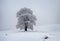 Solitary Tree Covered in Snow on a Foggy Winter Day