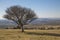 Solitary tree in Dartmoor National Park