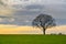 Solitary tree on Deldeneresch near Delden