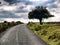 A solitary tree on a desolate country road