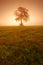 Solitary Tree on dew-covered Meadow in Dense Fog at Sunrise