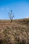 Solitary tree in Dovedale, Peak District National Park