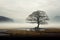 Solitary tree emerges from mist, a majestic figure in open field