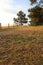 Solitary tree at the end of a field.