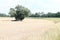 Solitary tree in field near Morava river