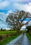 Solitary Tree Beside Field of Sheep