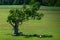 Solitary tree and flock of sheep in its shade