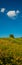 solitary tree and flowering hillsides against a background of blue sky and white clouds